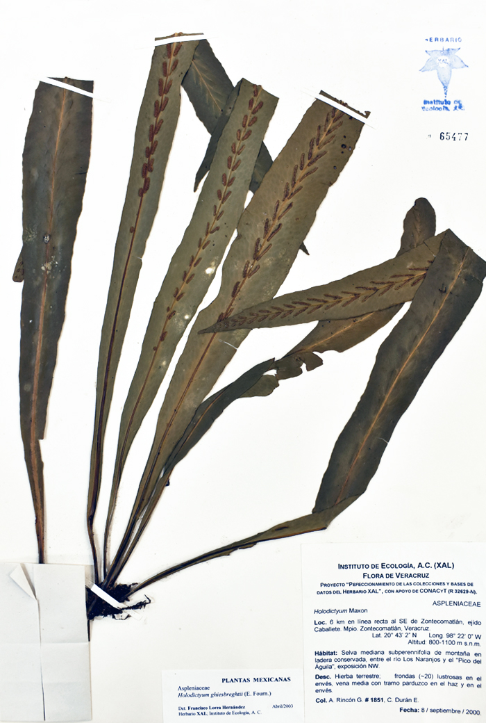 Holodictyum ghiesbreghtii